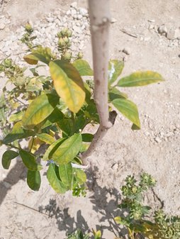 آریس