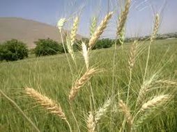آریس
