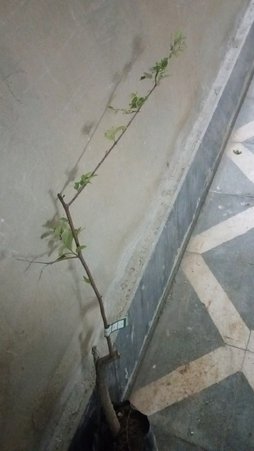 آریس