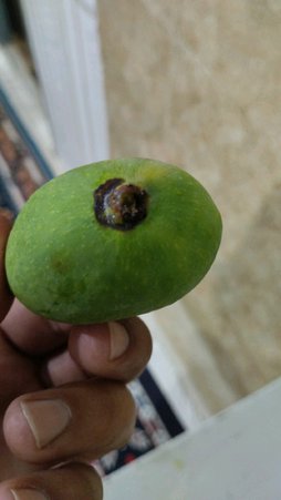آریس