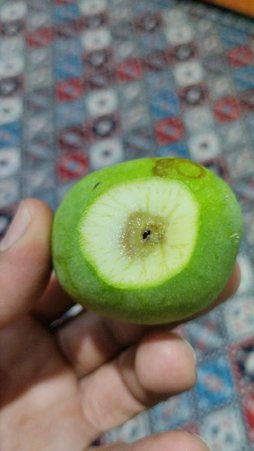 آریس