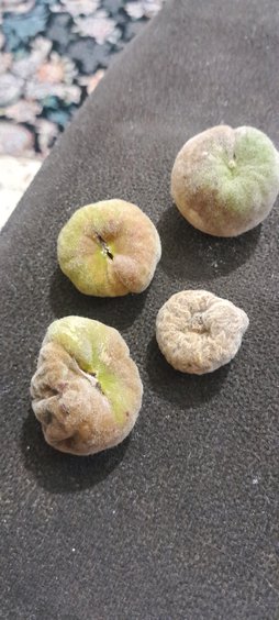 آریس