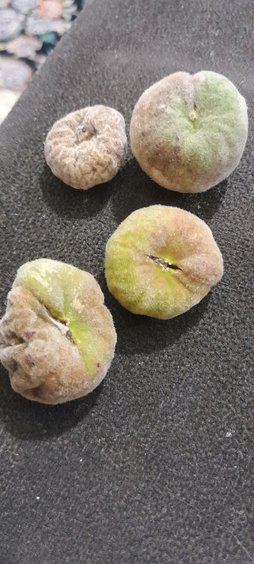 آریس