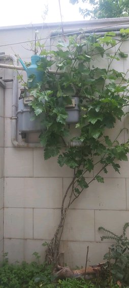 آریس