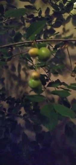 آریس