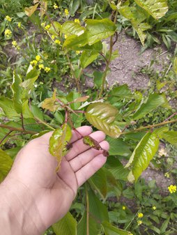 آریس