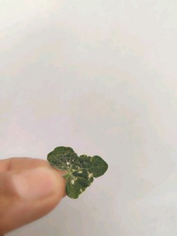 آریس