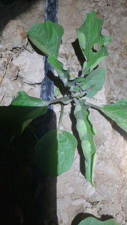 آریس