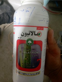 آریس