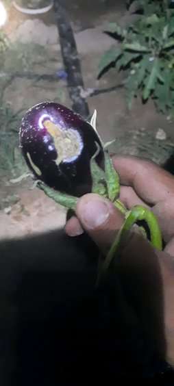 آریس