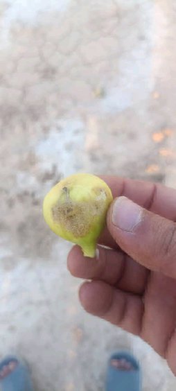 آریس