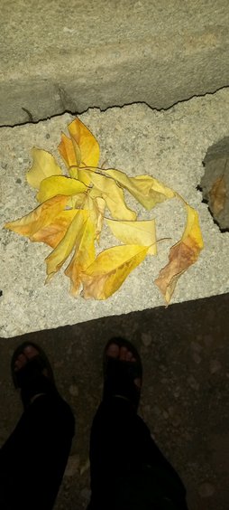 آریس