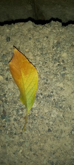 آریس
