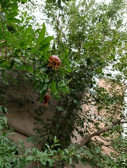 آریس