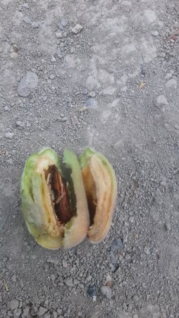 آریس