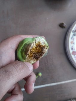 آریس