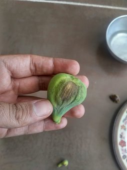آریس