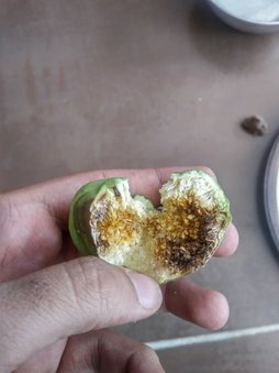 آریس