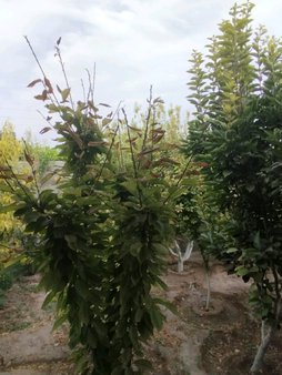 آریس
