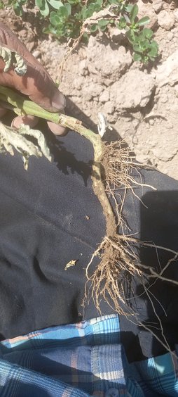 آریس