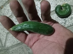 آریس