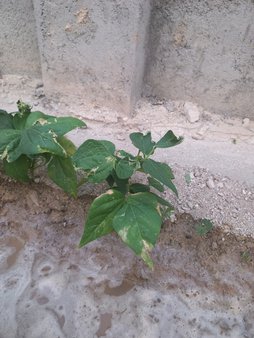 آریس