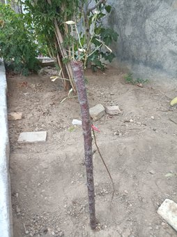 آریس