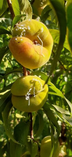 آریس