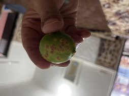 آریس