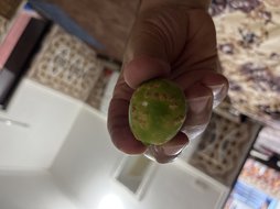 آریس