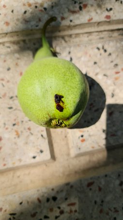 آریس