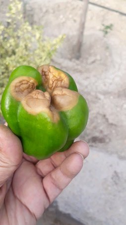 آریس