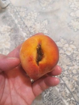 آریس