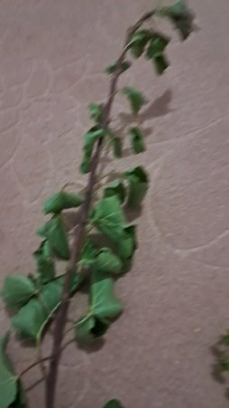 آریس