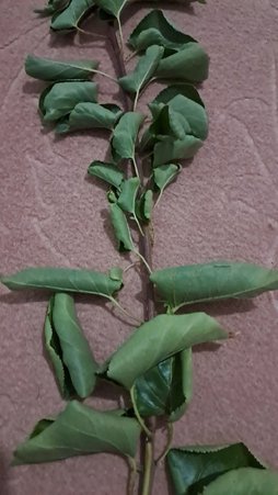 آریس