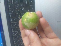 آریس