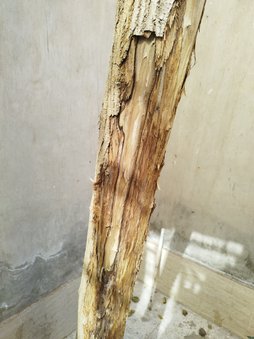 آریس