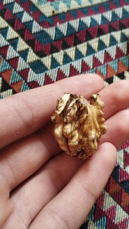 آریس