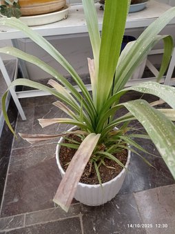 بیماری قارچی