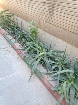 کود اهن حاصل از زنگ اب موتور خانه