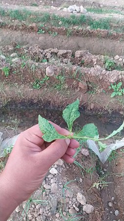 جم شدن برگ لوبیا