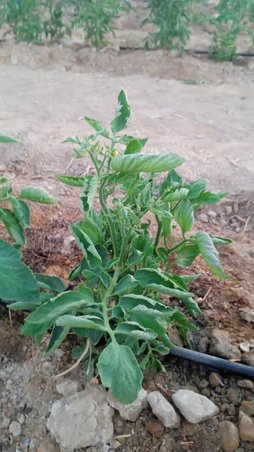 لوله شدن برگ گوجه