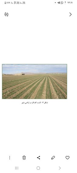 کاشت کفکار