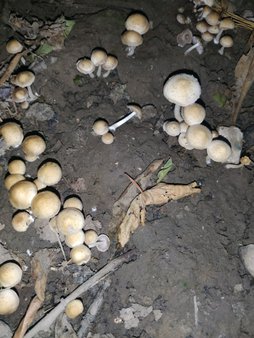 آبیاری بردوفیکس