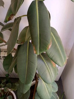 مشکل برگ های گل