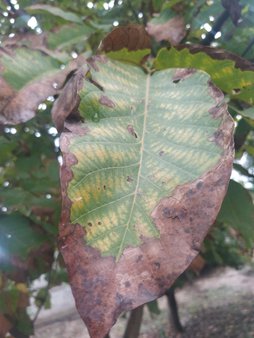 کمبود درخت گردو