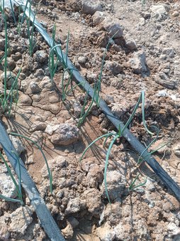 زرد شدن نوک برگ و رشد نکردن