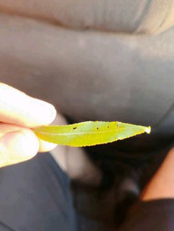 سوراخ شدن برگ بادام