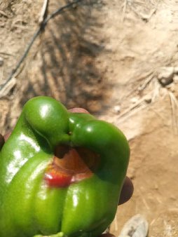 فلفل دلمه بد شملی وچرمی شدن