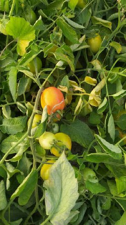 بنفش شدن برگ گوجه وترک میوه